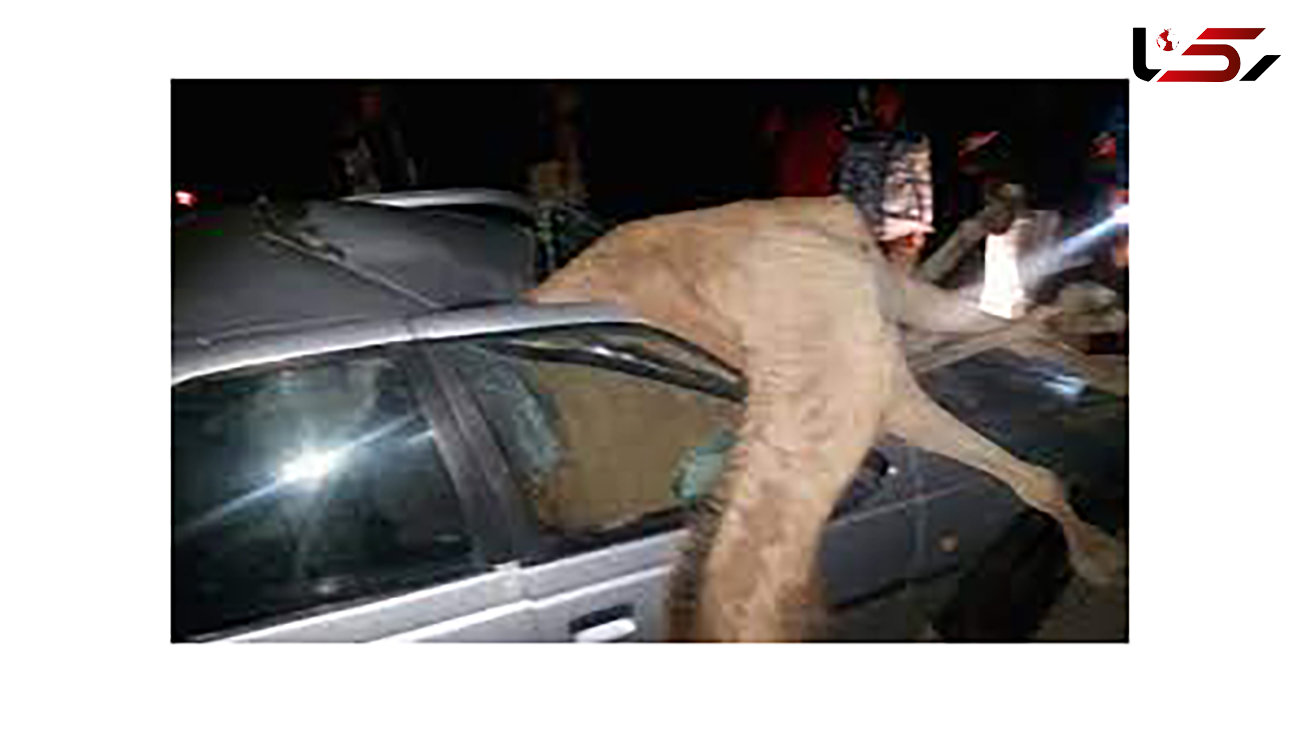 عکس باورنکردنی از تصادف پژو با شتر بیچاره در سیریک