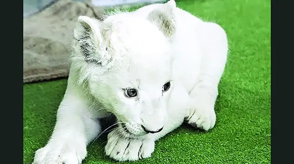 مرگ سومین توله ‌شیر سفید هویزه + جزئیات