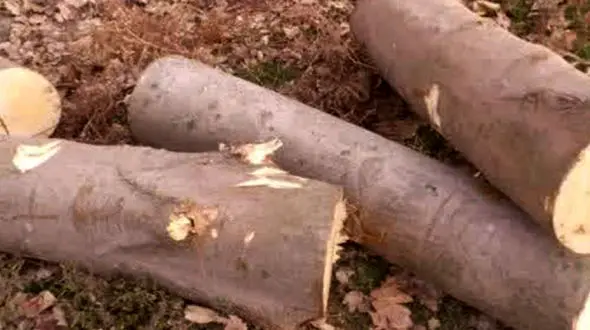 عامل نابودی درختان جنگلی در شهرستان نور غافلگیر شد!