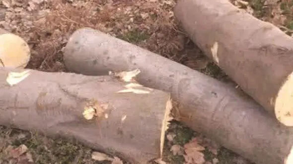 عامل نابودی درختان جنگلی در شهرستان نور غافلگیر شد!