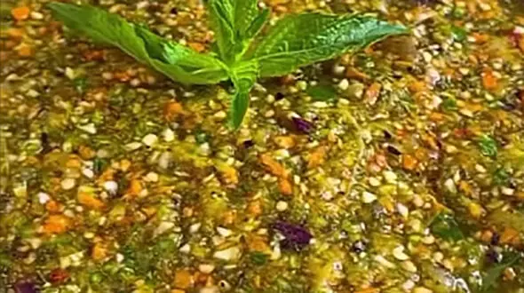 طرز تهیه ترشی لیته با بادمجون کبابی + فیلم