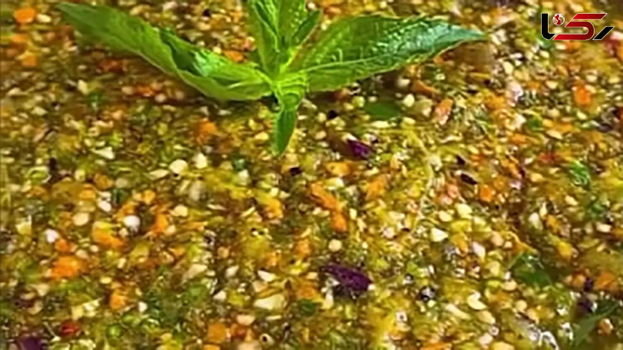 طرز تهیه ترشی لیته با بادمجون کبابی + فیلم