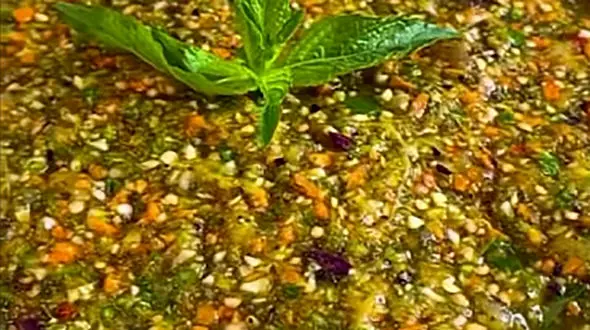 طرز تهیه ترشی لیته با بادمجون کبابی + فیلم