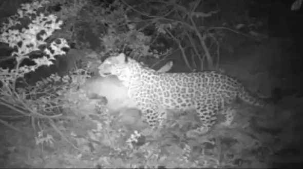 پلنگ ایرانی در قاب دوربین‌های تله ای رودبار