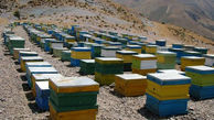 دستگیری دزدان کندوهای عسل  ساری