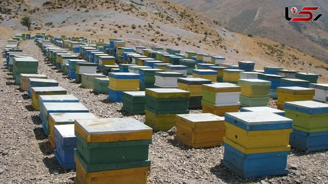 دستگیری دزدان کندوهای عسل  ساری