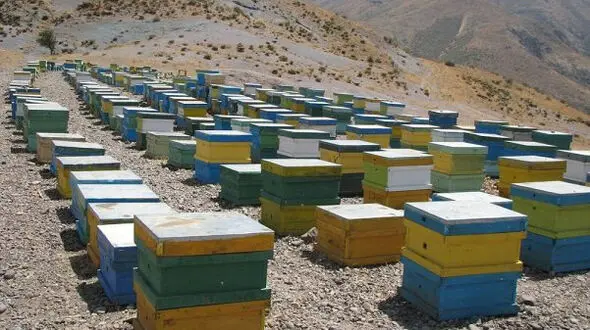 دستگیری دزدان کندوهای عسل  ساری