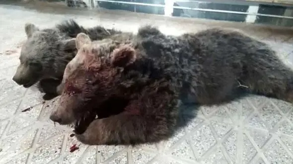 مرگ تلخ خرس قهوه ای و توله اش در جاده شاهرود + عکس تکاندهنده