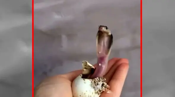 فیلم به دنیا آمدن مار کبرا از تخم در دست دختر جوان