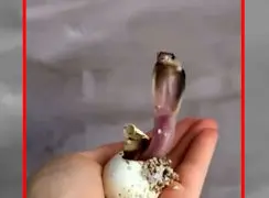 فیلم به دنیا آمدن مار کبرا از تخم در دست دختر جوان