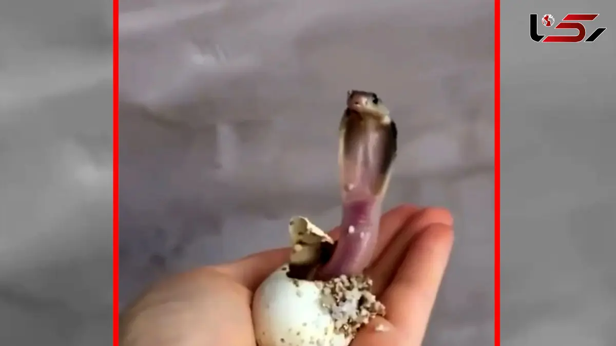 فیلم به دنیا آمدن مار کبرا از تخم در دست دختر جوان