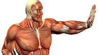 کشف پروتئین رشد دهنده عضلات بدن