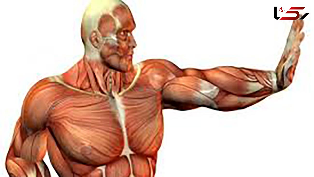کشف پروتئین رشد دهنده عضلات بدن