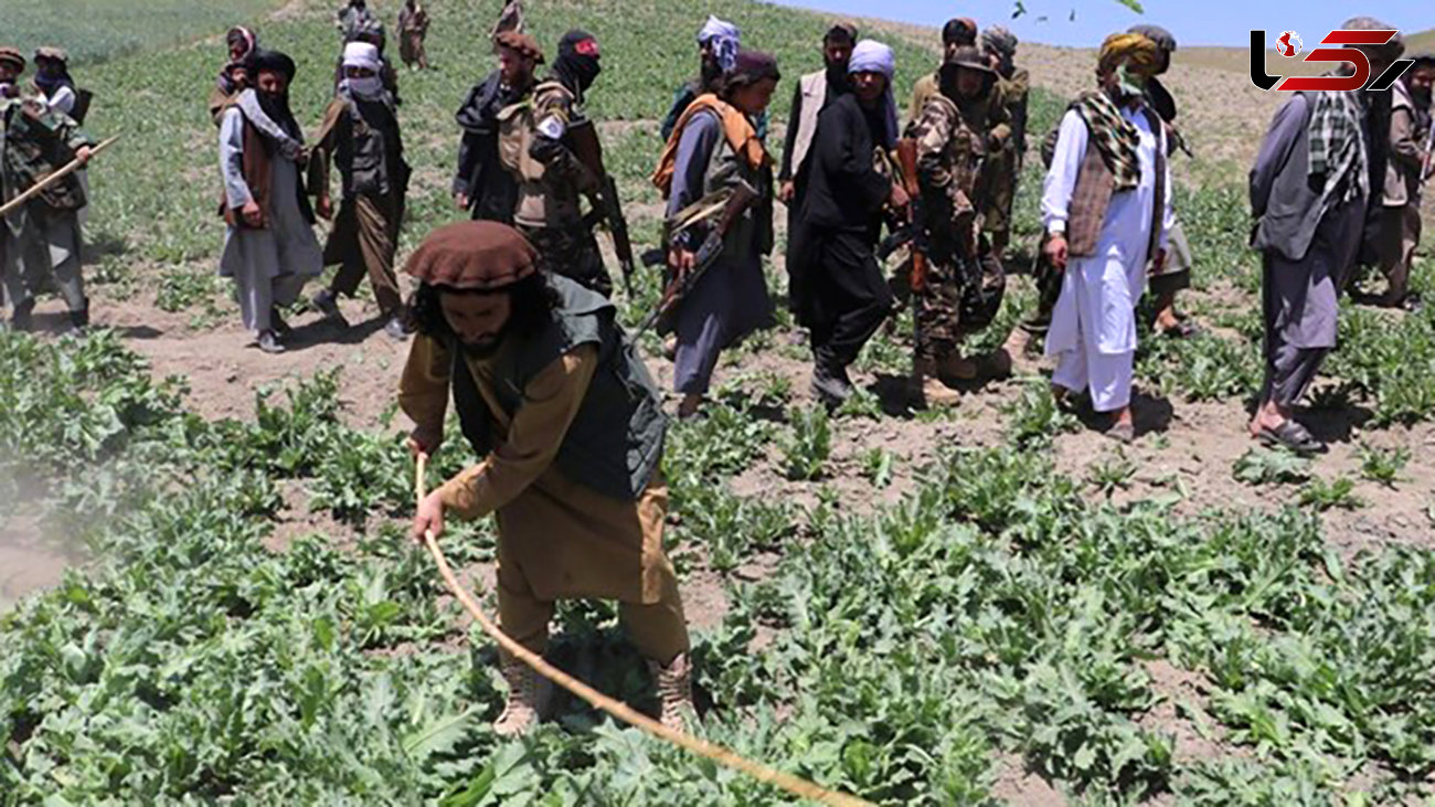 بیش از ۸۰ درصد تریاک جهان در افغانستان تولید می شود