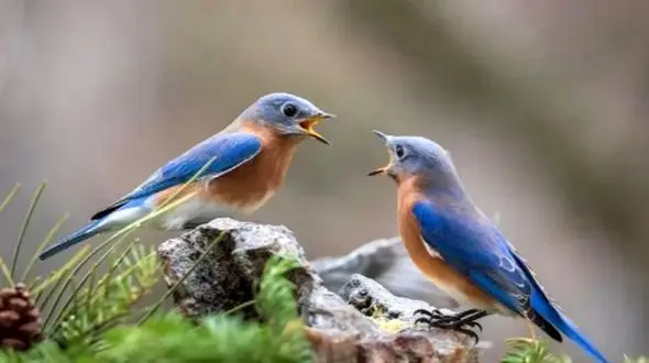 حیوانات و دوستی‌ های ماندگار / رازهایی که کمتر کسی می‌ داند