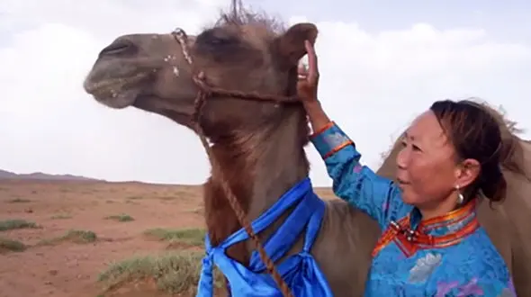 لحظه رسیدن یک شتر به صاحب قبلی اش + فیلم