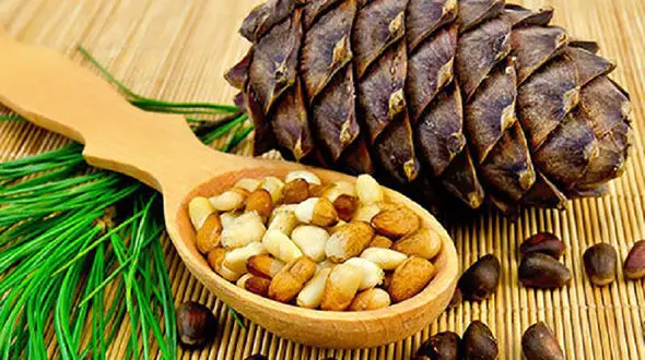 چلغوز چیست؟