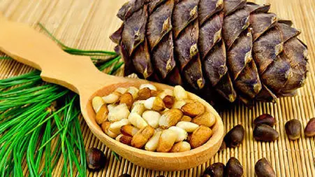 چلغوز چیست؟