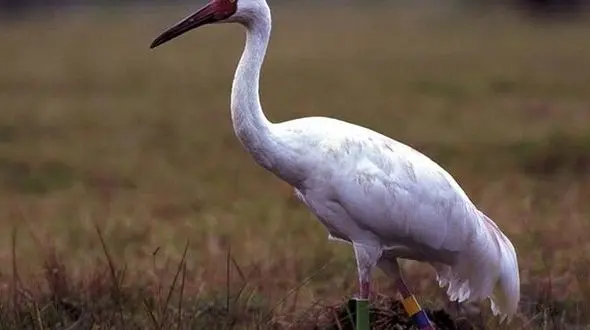  دلایل برنگشتن تک درنای سیبری به ایران چیست؟