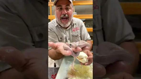 فیلم/ لحظه حیرت انگیز تولد عجیب ترین مار جهان 