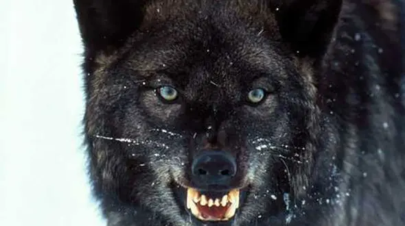 تلف و زخمی شدن ۲۲ گوسفند در دلگان