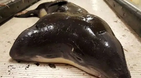 کشف نخستین گرازماهی دوقلوی بهم چسبیده +تصاویر جالب