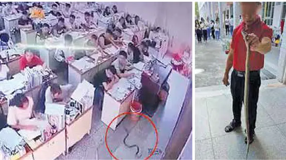 شکار مار به دست آقا معلم+عکس