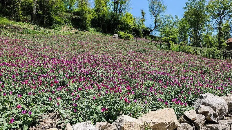کشت گل گاو زبان در رودسر