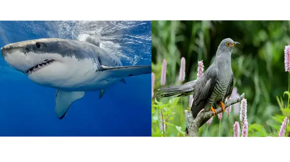 رفتارهای عجیب جانوران که هیچ توضیح علمی و منطقی برای آن ها وجود ندارد