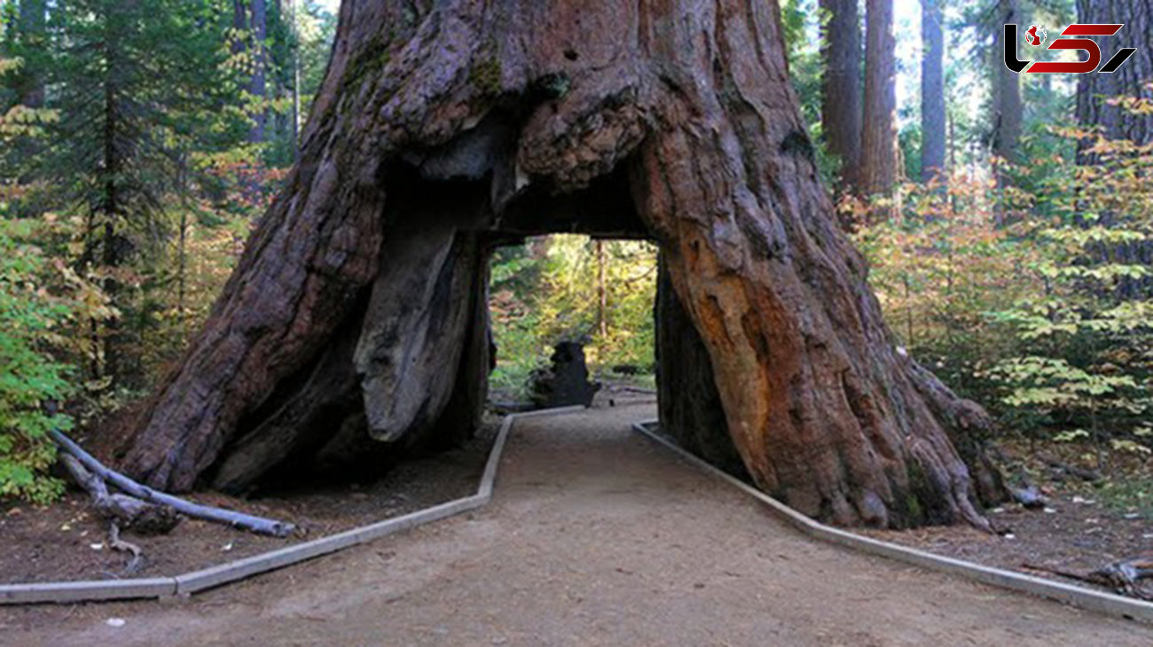 سقوط تونل درختی معروف کالیفرنیا  با توفان زمستانی+ تصاویر 