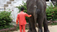آزار فیل ها و ببرها در باغ وحش بانکوک تایلند + تصویر