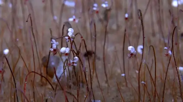 کشف رازهای مخفی اعماق اقیانوس؛ اجتماع موجودات ناشناخته