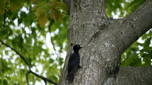 دیده شدن دارکوب سیاه افسانه ای در جنگل های دیلمان + فیلم