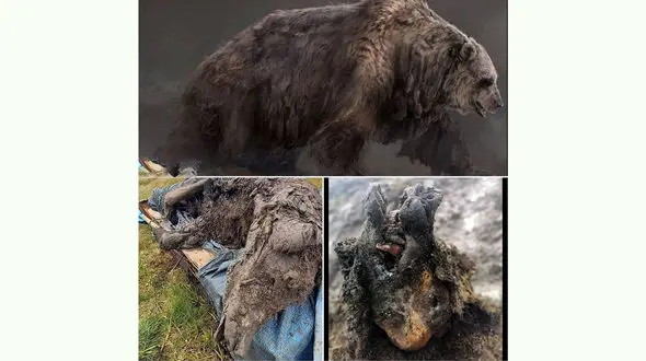 خرس 39 هزار سال پیش وحشتناکتر بودند + عکس ها 