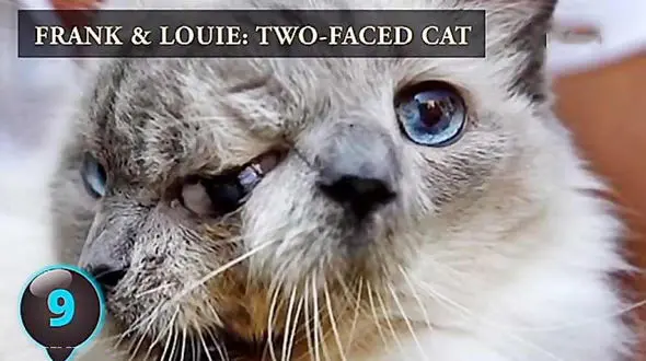 حیواناتی که باورتان نمی شود که وجود داشته باشند+فیلم