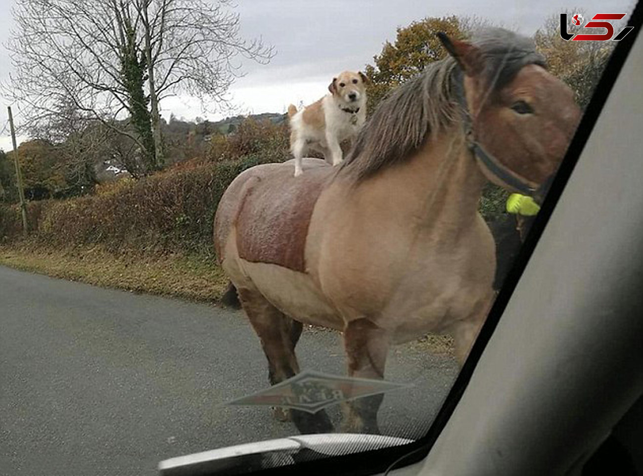 اسب سواری سگ کوچولو+عکس