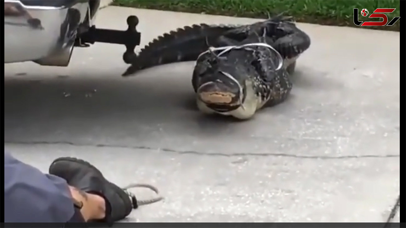 تمساح دست و دهان بسته هم خطرناک است! + فیلم وحشت آور