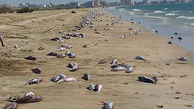 تلف شدن 10 تن گربه ماهی در ساحل جاسک + عکس