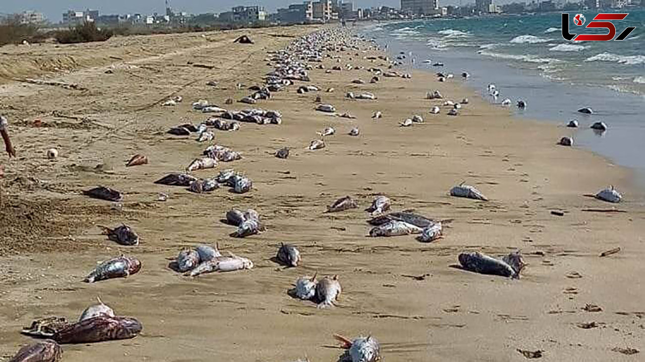 تلف شدن 10 تن گربه ماهی در ساحل جاسک + عکس