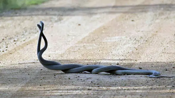 عکس مبارزه مامبا‌های سیاه وسط جاده!