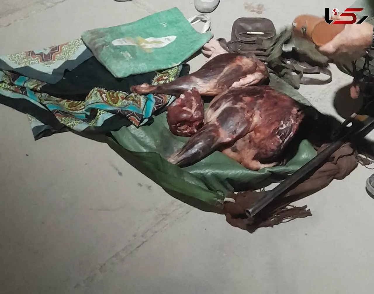 شکارچی غیرمجاز بز وحشی در کرمان دستگیر شد
