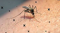 آیا پشه‌ها ویروس کرونا را منتقل می‌کنند؟
