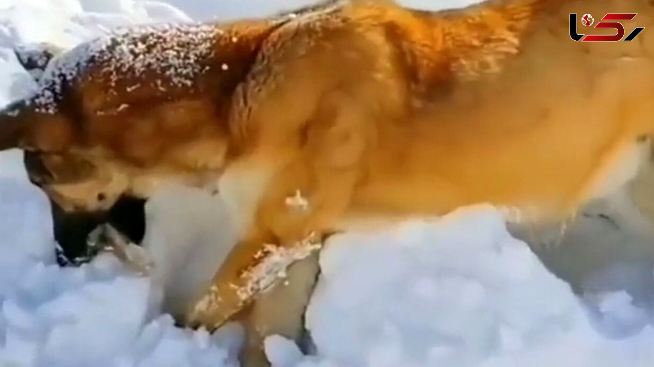 خشک شدن یک سگ در سرمای بی سابقه هوا + فیلم باورنکردنی !