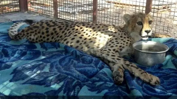 آخرین وضعیت یوزپلنگ ایرانی که در یک حادثه قطع نخاع شد + عکس 