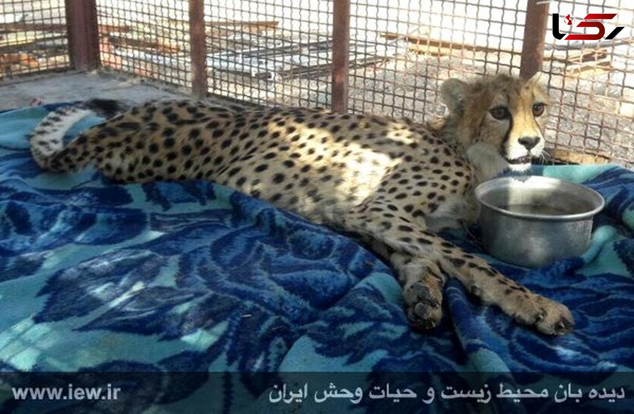 آخرین وضعیت یوزپلنگ ایرانی که در یک حادثه قطع نخاع شد + عکس 