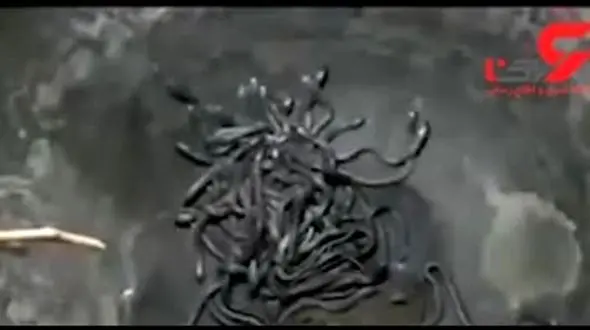 پیدا شدن 111 مار کبری در یک خانه روستایی ! + فیلم 