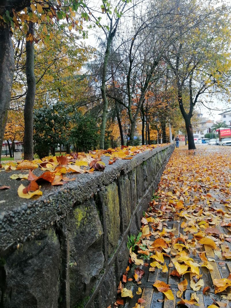 باغ محتشم رشت