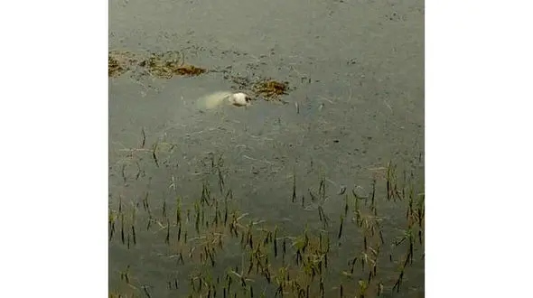 کشف جسد مردی در استخر پیرهرات  تالش + عکس