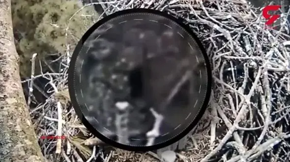 فیلم واقعی از یک انسان نخستین درجنگل / این تصاویر به صورت اتفاقی ثبت شده است+ فیلم و عکس