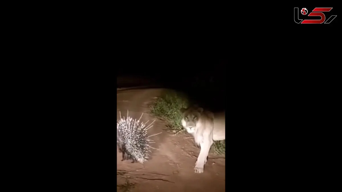 رویارویی عجیب شیر جوان با جوجه‌تیغی؛ طبیعت وحشی در اوج / فیلم